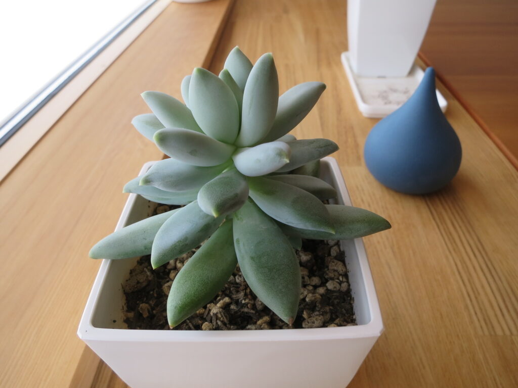 多肉植物