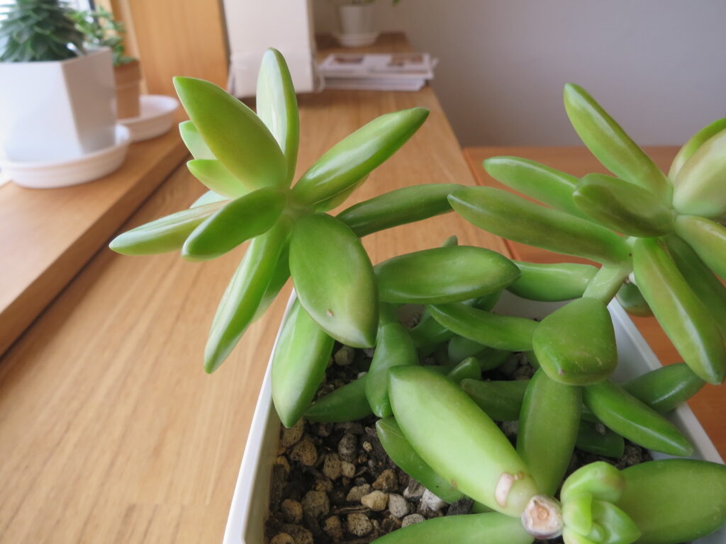 多肉植物