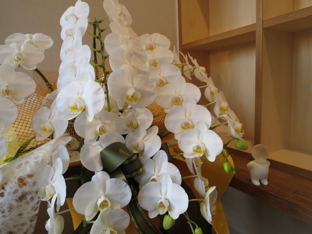 事務所完成祝い胡蝶蘭