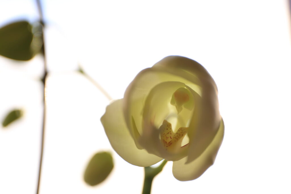 胡蝶蘭花の中
